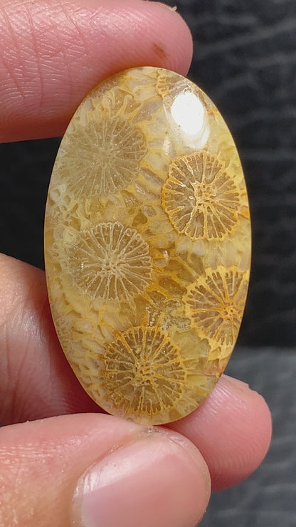 Unique Coral Fossil Oval Cabochon 32x18.2x5mm