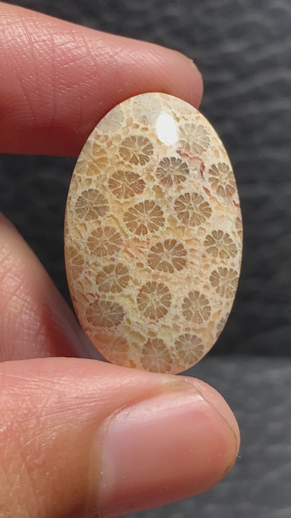 Unique Coral Fossil Oval Cabochon 27x17x6mm