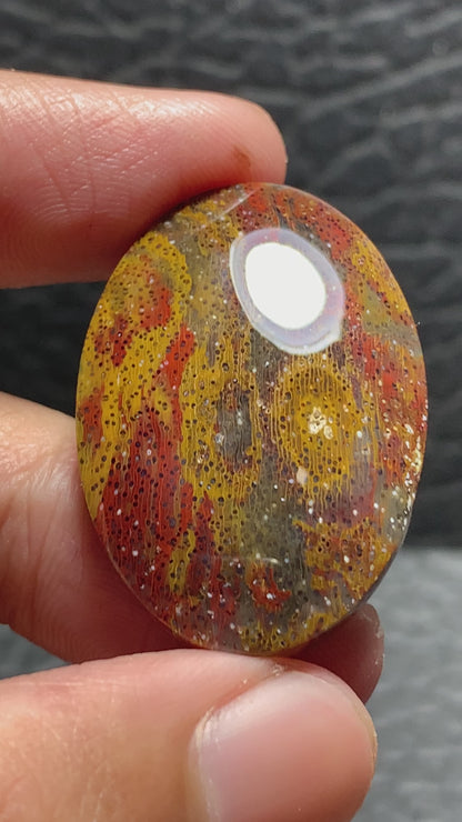 Multicolor Petrified Palmwood Oval Cabochon 33x23x6mm