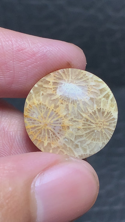 Unique Coral Fossil Round Cabochon 18x18x4mm