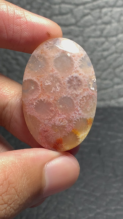 Unique Coral Fossil Oval Cabochon 35x23x6mm