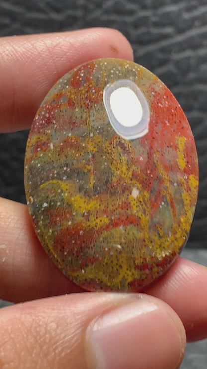 Multicolor Petrified Palmwood Oval Cabochon 38.7x26.8x7mm