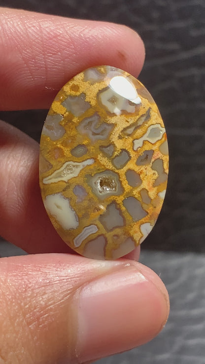 Petrified Palmroot Oval Cabochon  27x18x5.2mm with Pocket Fortification